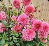 Все о георгинах