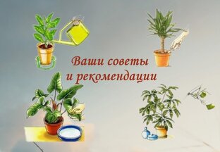 Советы и рекомендации от подписчиков