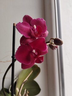 Орхидея Ольга.