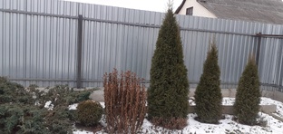 ДРУГИЕ РАСТЕНИЯ МОЕГО САДА И ОГОРОДА.