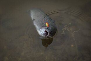 Очерки и рассказы о рыбалке