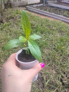 Будни дачники