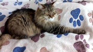 Домашние питомцы, природа.