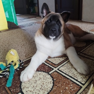 Мои забавные животные 