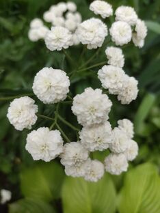 Размножение растений 🌱 не в тягость, а в радость!