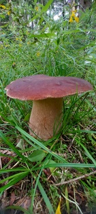 🍄Белые грибы❤️