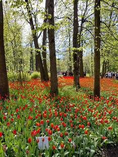 Цветочные мероприятия 🌱🪴🌹