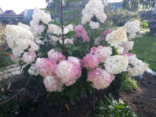 Сад и огород на дачном участке