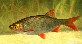 Для любителей LINUX (3 ЧАСТЬ)