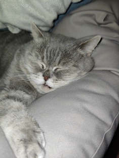 Смешные коты и собачки 