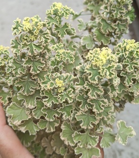 Душистые пеларгонии