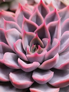 Echeveria / Эхеверия 