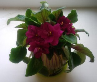 ФИАЛКИ и ГЛОКСИНИИ