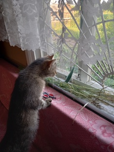 Мой тихий дом