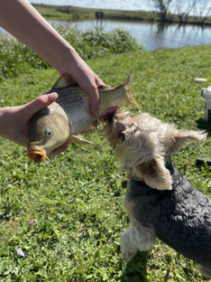 Рыбацкие истории Ричи🐶🎣