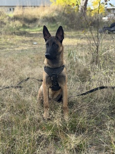 Дрессировка собак