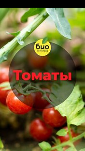 Все о томатах