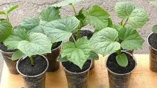 Огородные хлопоты