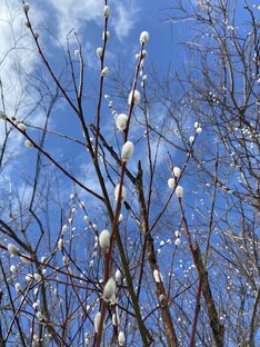 Репетиторское 