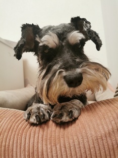 О том, как мы чуть не потеряли собаку или невероятная история о её спасении