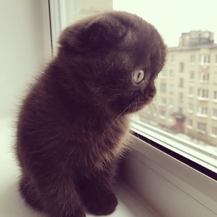 Кототека: полезное для владельцев кошек