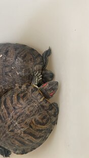 мои черепашки