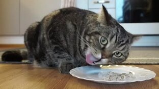 Дела житейские