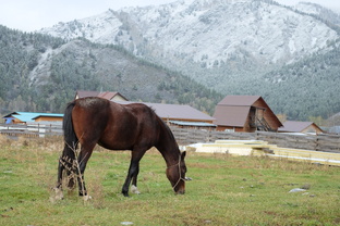 Алтай