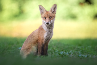 Измайловский лесопарк