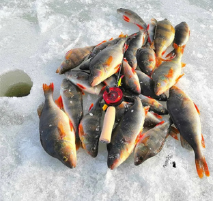 Окуневая рыбалка: магия первого удара под льдом