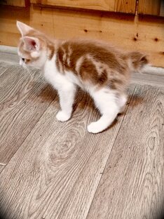 Котята питомника