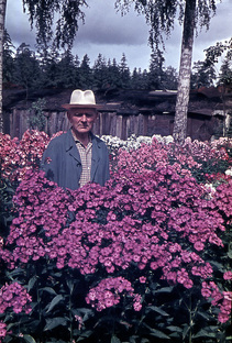 Сорта флоксов П.Г.Гаганова