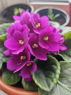 Урбанистический сад-огород