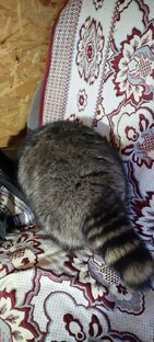 Барсик, Тоня, и другие