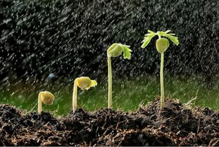 Прогресс разных растений