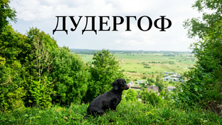 Лапами 🐶 (пешком) по Питеру.