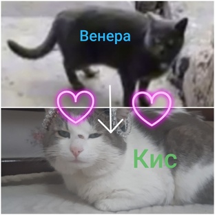 Венера💙 и Кис💚