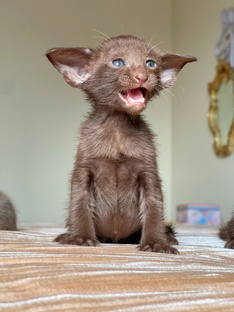 Ориентальные котята
