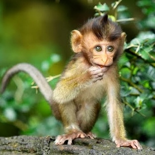 Мартышка: ум, хитрость и жизнь в джунглях