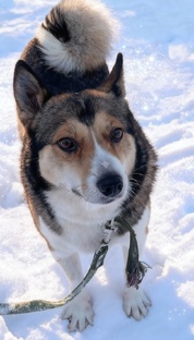 Хлоя. Собака лежала на дороге, привезли её в приют 