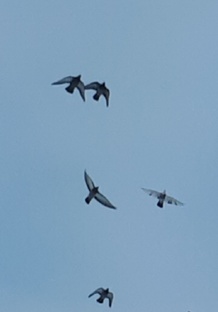 ФЭНТЕЗИ, сказка)