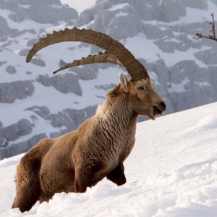 Тур: повелитель горных вершин