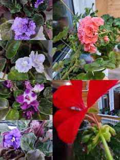 цветы для души🌺