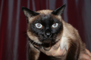 О зверях моих и не только