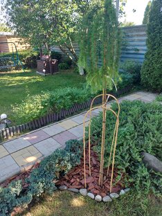 Сажаем лиственницу на штамбе 🌳🌴🌱