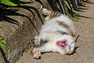 Ежедневные котики