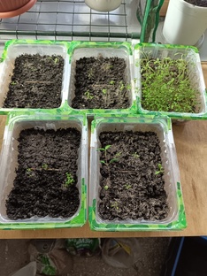 Рассада и черенкование