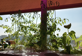 Система "умный сад"