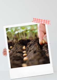 Грунт и удобрение