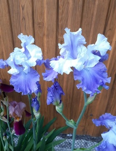 Ирисы